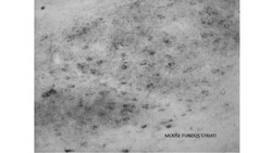 MilliporeSigma Prodynorphin (Dynorphin B29), Mouse, Unlabeled, Clone: Dyn9,